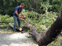  Irwin, PA Tree Removal Pros