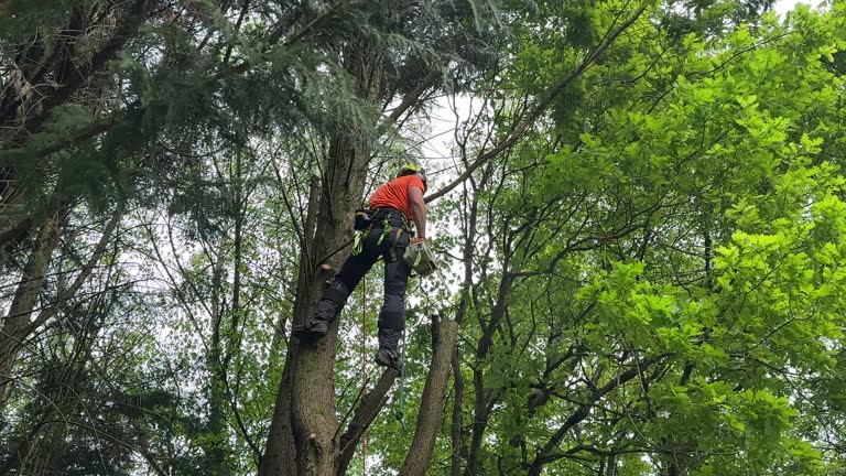 Best Root Management and Removal  in Irwin, PA