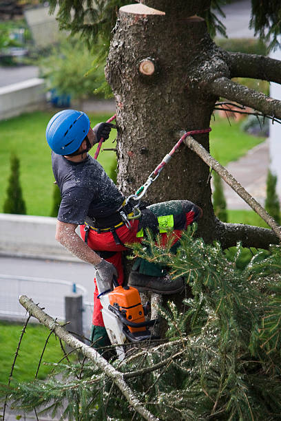 Best Leaf Removal  in Irwin, PA